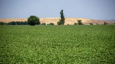 В Жетысу ожидают получить 370 тыс. тонн урожая сахарной свеклы, фото - Новости Zakon.kz от 07.09.2023 14:43