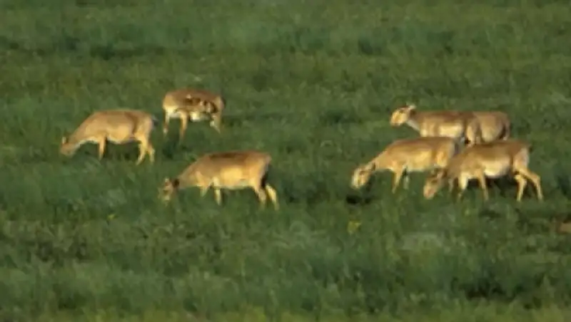 Численность сайги в Казахстане составила более 300 тысяч особей