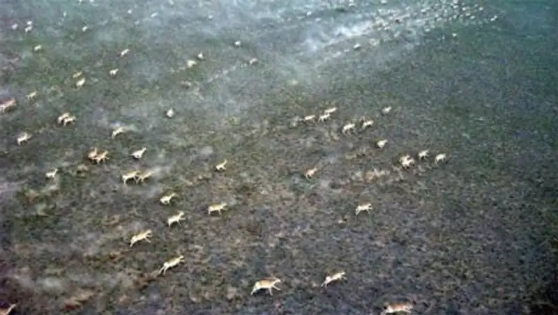 В Костанайской области для сайгаков хотят создать экологические коридоры