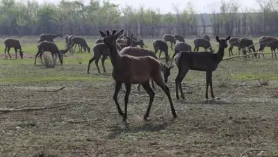Пресс-служба акима Актюбинской области, фото - Новости Zakon.kz от 21.06.2018 10:00