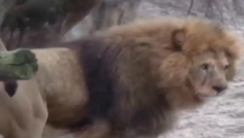 В сафари-парке ЮАР лев загрыз американскую туристку