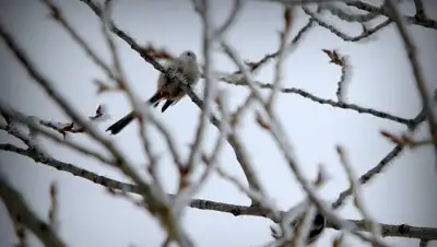 uralskweek.kz, фото - Новости Zakon.kz от 26.02.2018 11:47