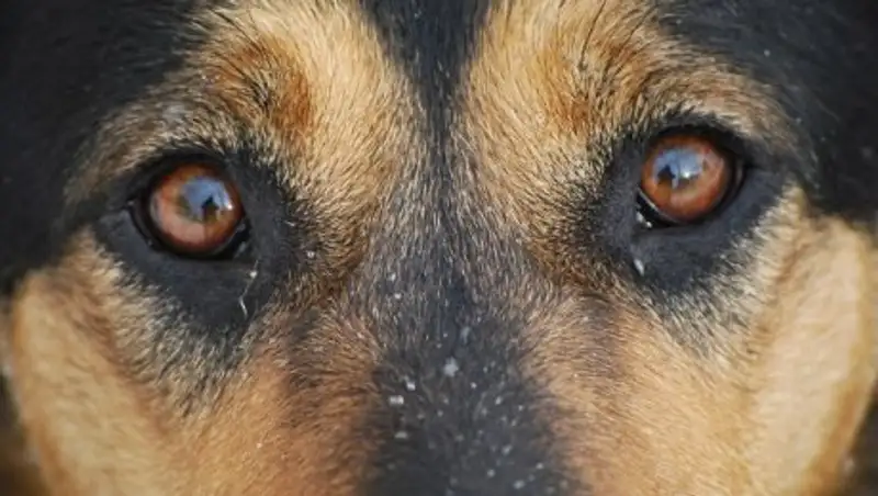 Полицейские Семея отказались искать живодеров, которые до смерти забили собаку