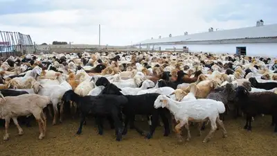 Жилой массив под Актобе отправили на карантин из-за оспы овец, фото - Новости Zakon.kz от 06.10.2023 14:35