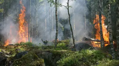 Площадь пожара в Жамбылской области увеличилась в полтора раза