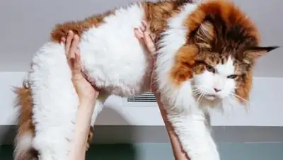 Zakon.kz, фото - Новости Zakon.kz от 16.08.2016 22:55