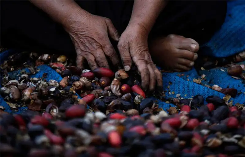 Урожай 2013, фото - Новости Zakon.kz от 07.11.2013 19:46