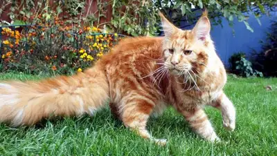 wikipedia, фото - Новости Zakon.kz от 05.06.2020 11:38