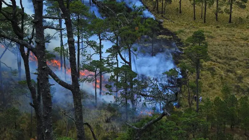 Лесные пожары в Австралии серьезно повредили озоновый слой