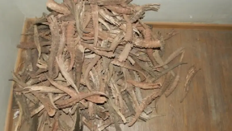 В ЗКО задержаны браконьеры с полсотней рогов сайги