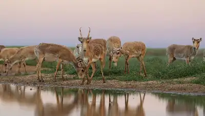 Можно ли переместить казахстанскую сайгу в другие страны , фото - Новости Zakon.kz от 19.07.2022 16:11