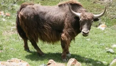 Zakon.kz, фото - Новости Zakon.kz от 17.05.2015 04:39