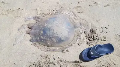 Джулиан Осборн, фото - Новости Zakon.kz от 19.07.2018 00:53