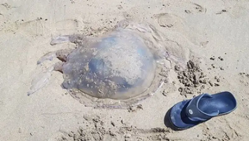 Британцев напугала выброшенная на берег гигантская медуза