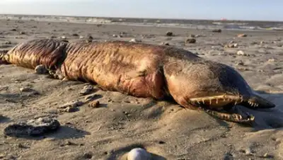 Zakon.kz, фото - Новости Zakon.kz от 15.09.2017 15:58