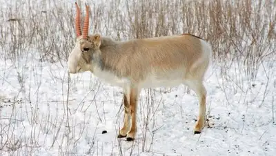 yaplakal.com, фото - Новости Zakon.kz от 30.01.2019 18:00