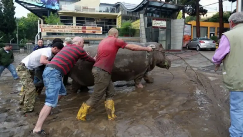 Зоопарк в Тбилиси пока не подсчитал количество сбежавших животных