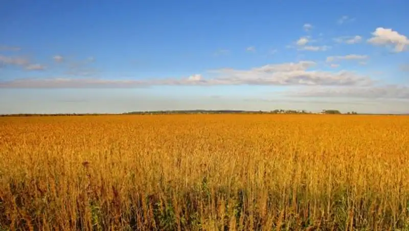 Удешевленное дизтопливо на посевную фермеры начнут получать по электронным заявкам