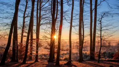 лес, фото - Новости Zakon.kz от 27.12.2022 01:20