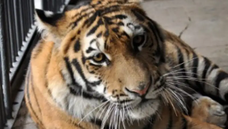 Алматинцы выбрали имя для нового обитателя зоопарка