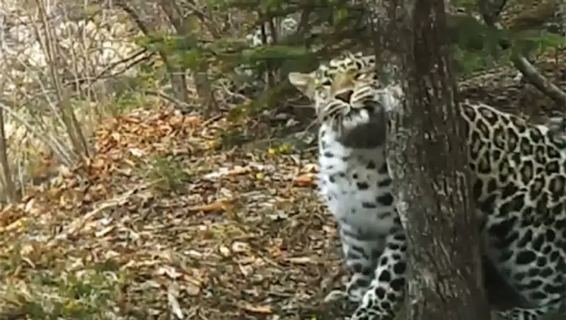 В Приморье героиня реалити-шоу самка леопарда Бэри "станцевала" на камеру