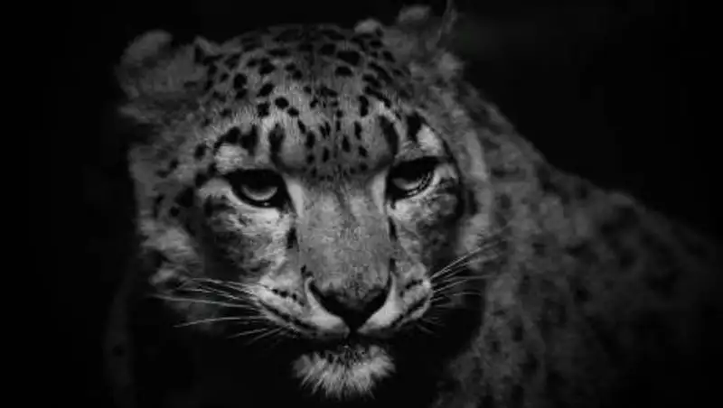 Прогулка снежных барсов в "Алтын Эмеле" попала на видео