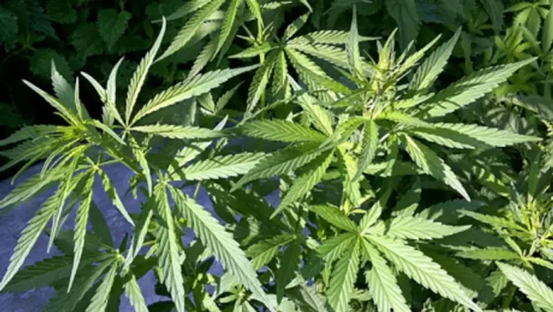 Американским индейцам разрешили выращивать и продавать марихуану