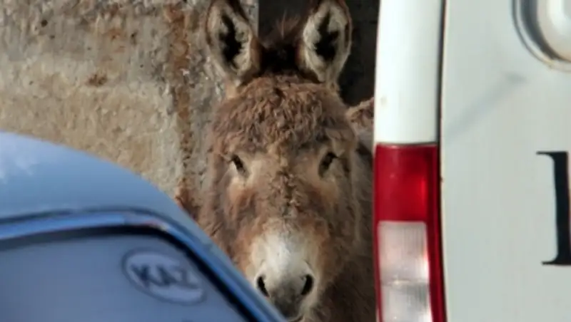 В Усть-Каменогорске жителей микрорайона Защита каждую ночь будит осёл