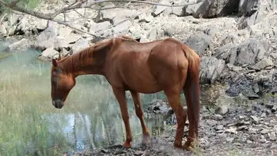 pixabay.com, фото - Новости Zakon.kz от 04.10.2021 13:18