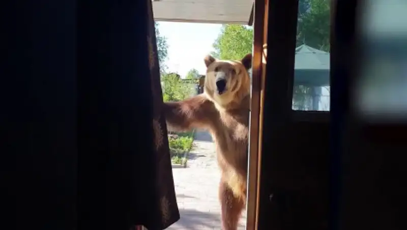 К жителям ВКО в гости зачастили медведи