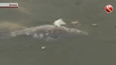 Zakon.kz, фото - Новости Zakon.kz от 04.11.2016 13:43