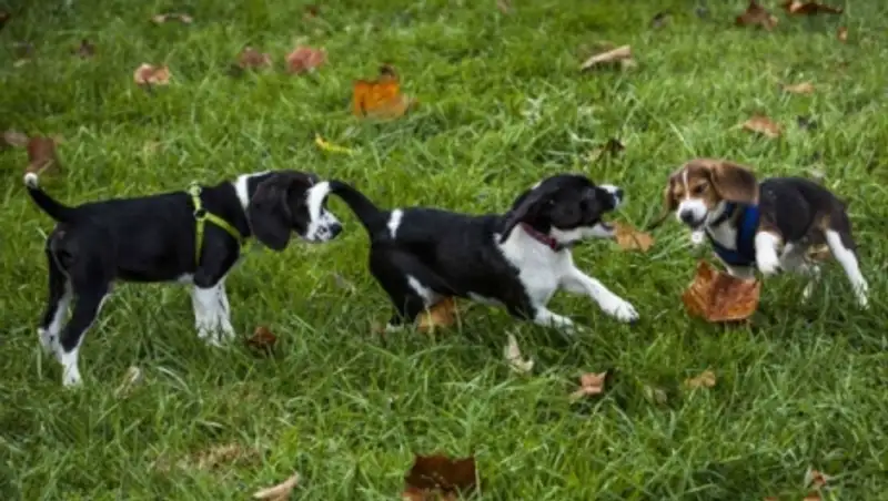 В США родились первые в мире щенки "из пробирки"