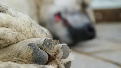 Истерзанную собаку спасли волонтеры Атырау , фото - Новости Zakon.kz от 18.05.2023 02:17