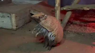 Видео с одним из странных млекопитающих опубликовал зоопарк Шымкента