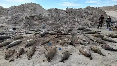 Мертвых тюленей и рыб опять нашли на берегу Каспия, фото - Новости Zakon.kz от 27.10.2023 17:09