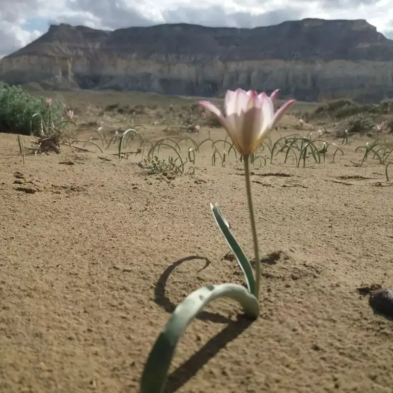 Редкие тюльпаны зацвели в пустыне Мангистау, фото - Новости Zakon.kz от 12.04.2023 10:50