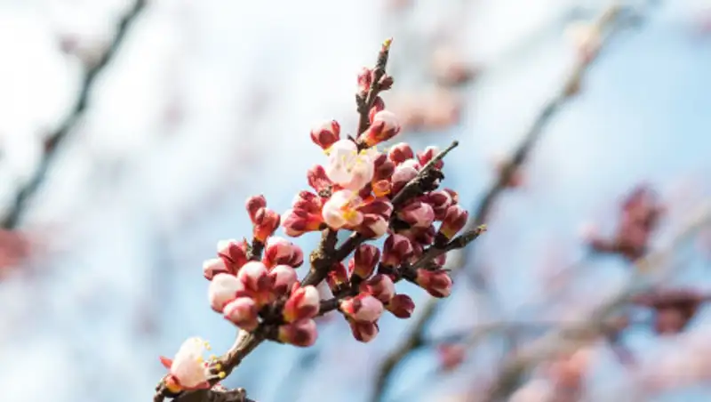 Какая погода будет 12 марта в Казахстане