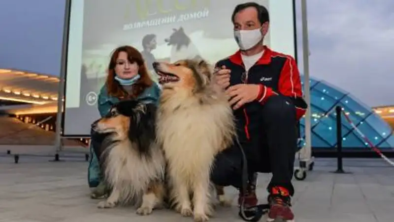 Породистые собаки: Как воспитать настоящего друга семьи