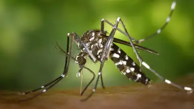 Опасные комары из Южной Азии заполонили Париж, фото - Новости Zakon.kz от 01.09.2023 15:27