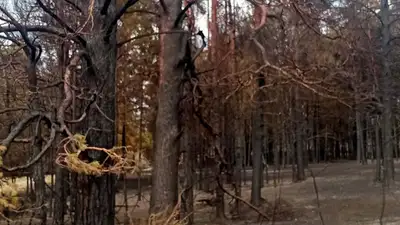 лесной пожар 
