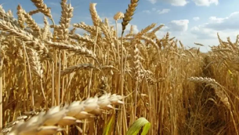 Қазақстан Қытайға 1 млн тоннаға жуық бидай экспорттайды