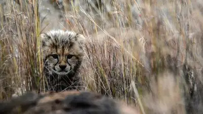 детеныш гепарда, фото - Новости Zakon.kz от 28.02.2023 17:42