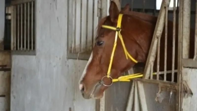 Мангистауский конный клуб выставляют на торги