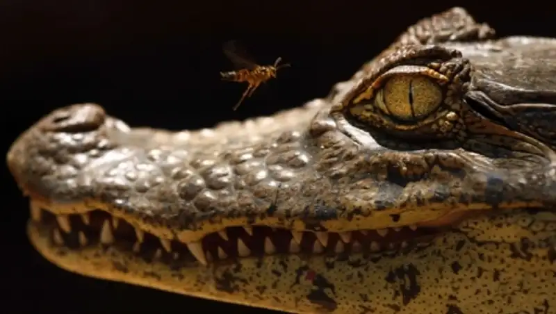 Аллигатор съел грабителя, прятавшегося от полиции в озере