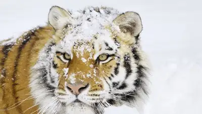 Zakon.kz, фото - Новости Zakon.kz от 31.01.2015 20:30