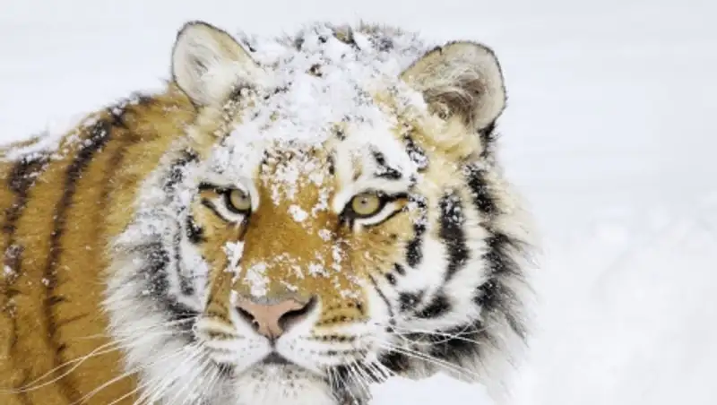 На Дальнем Востоке началась перепись амурских тигров