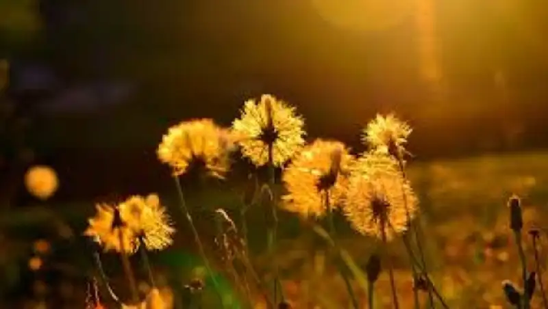 В Казахстане сохраняется сильная жара