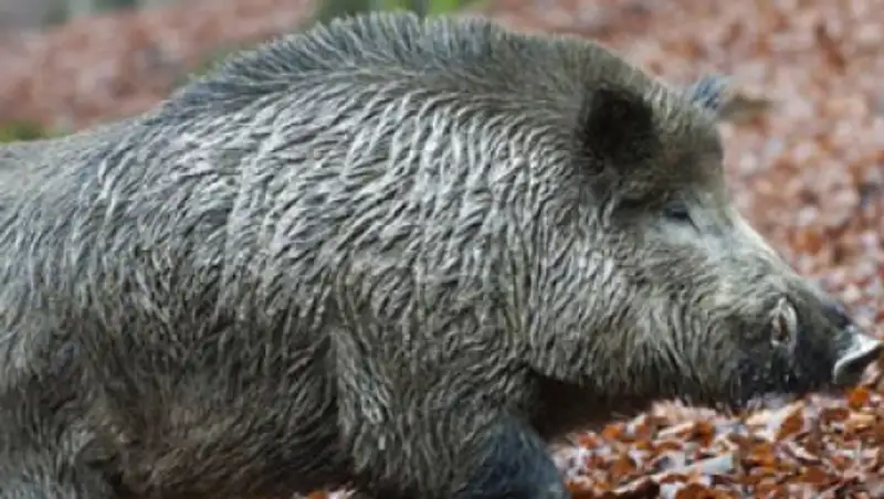 11 диких кабанов погибло по неизвестной причине в ЗКО