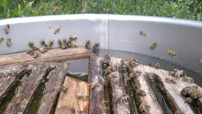 Горький мед: пчеловоды просят помощи у государства, фото - Новости Zakon.kz от 21.06.2023 10:46