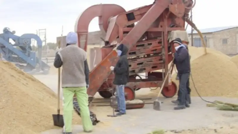 Более 22 тысяч тонн семян риса готовят к посевной кызылординские аграрии